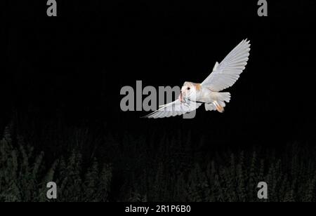 Hibou de la grange commune (Tyto alba) adulte, en vol, avec blackbird (Turdus merula) comme proie de poussin, Leicestershire, Angleterre, Royaume-Uni Banque D'Images