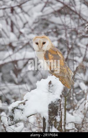 Hibou de la grange commune (Tyto alba) adulte, perchée sur une clôture enneigée pendant la chute de neige, Suffolk, Angleterre, mars (en captivité) Banque D'Images