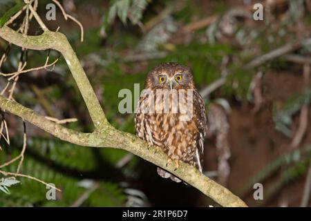 Boobook du Sud (Ninox novaeseelandiae) adulte, perché sur la branche la nuit, Nouvelle-Zélande Banque D'Images