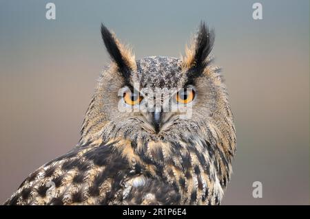 Hibou eurasien (Bubo bubo), hiboux européen, hiboux, animaux, oiseaux, Hibou de l'aigle eurasien adulte, gros plan de la tête, épis levés, Écosse, captif Banque D'Images