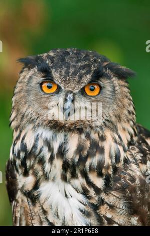 Hibou eurasien (Bubo bubo), hiboux européen, hiboux, animaux, oiseaux, Hibou de l'aigle eurasien adulte, gros plan de la tête, captif Banque D'Images