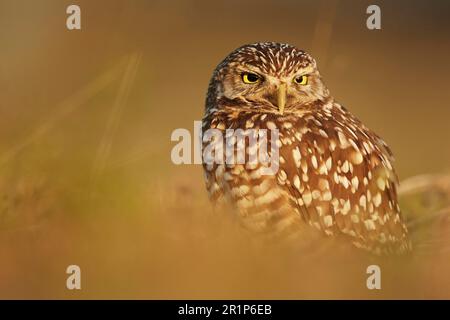 Hibou des terriers (Speotyto cunicularia) adulte, debout près des terriers sous le soleil du soir, Cape Coral, utricularia ochroleuca (U.) (U.) S. A. Banque D'Images