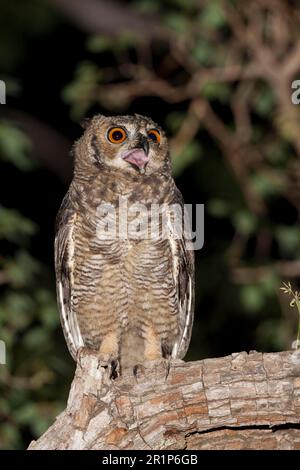 Hibou de l'aigle sud-américain, hibou de l'aigle américain, chouettes, animaux, oiseaux, Grand hibou des cornes (Bubo virginianus nacurutu) adulte, avec bec ouvert, perché sur Banque D'Images