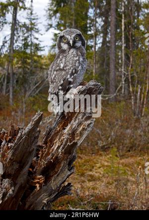Poussin de la Northern Hawk Owl (Surnia ulula), perchée sur une souche dans la forêt de conifères, Finlande Banque D'Images