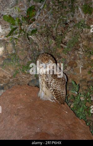 OWL de pêche de PEL (Scotopelia peli) adulte, de nuit, rivière de Chongqing, Basse Zambesi N. P. Zambie Banque D'Images