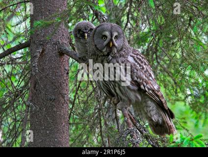 Grand hibou gris (Strix nebulosa) adulte avec poussin, perchée dans l'épinette de Norvège (Picea abies), Finlande Banque D'Images