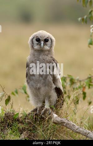 Aigle-hiboux de Verreaux (Bubo lacteus), Blassuhus, chouettes, animaux, oiseaux, Jeune hibou des aigles de Verreaux, perchée sur la Mara déchue Masai, Kenya Banque D'Images