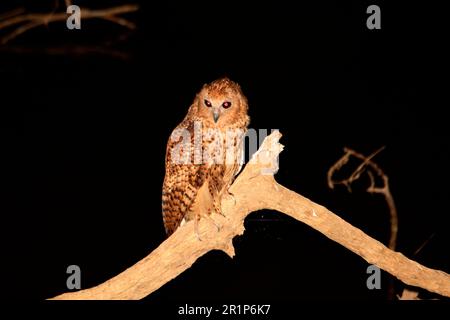 Chouette de pêche de PEL (Scotopelia peli), chouette de pêche bandée, chouettes de pêche de PEL, chouettes, animaux, Oiseaux, OWL de pêche PEL adulte, pêche de nuit, Luangwa Banque D'Images