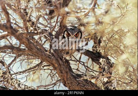 Bush Owl, Scops Owl à face blanche, Bush Owl (Ptilopsis leucotis), White-face Owl, White-face Scops Owl, White-face Scops Owl, White-face Owl Banque D'Images