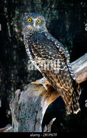 Chouette géante, chouettes géantes, chouettes de Bush, chouettes, animaux, Oiseaux, chouettes, hibou puissant (Ninox strenua) Banque D'Images