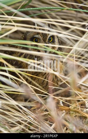 Chouette à oreilles courtes, chouettes à oreilles courtes, chouettes, animaux, oiseaux, Hibou à oreilles courtes (ASIO flammeus sanfordi) adulte, se cachant dans l'herbe de tussac (POA flabellata), mer Banque D'Images