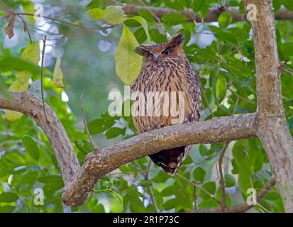 Hibou des poissons Tawny (Ketupa flavipes) adulte, assis sur une branche, Uttarenchal, Inde Banque D'Images