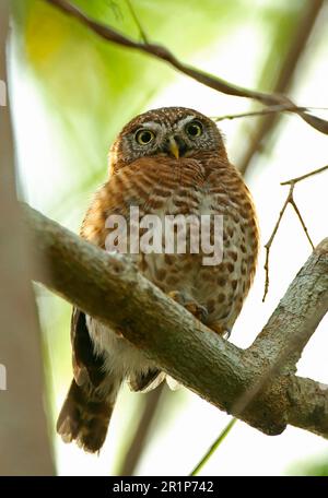 Hibou pygmée cubain (Glaucidium siju siju) adulte, assis sur une branche, péninsule de Zapata, province de Matanzas, Cuba Banque D'Images