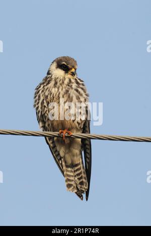 Amur falco (Falco amurensis), homme immature, perché sur un fil de fer, Tsim BEI Tsui, Hong Kong, Chine Banque D'Images