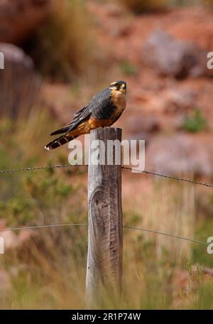 Aplomado falcon (Falco femoralis pichinchae), adulte, assis sur un poste de clôture, Jujuy, Argentine Banque D'Images