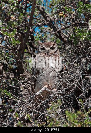 Hibou corné Magellanique (Bubo magellanicus) adulte, perché dans un arbre à la roôte de jour, Estancia la Angostura, Santa Cruz, Argentine Banque D'Images