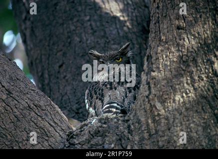 Chouette à motif ondulé, chouette à motif ondulé, chouettes, animaux, oiseaux, Hibou brun (Ketupa zeylonensis) perché dans un arbre (S) Banque D'Images