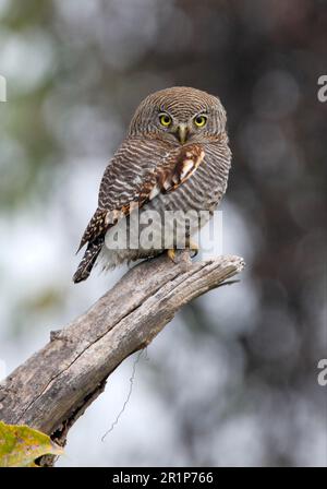 Chouette de la jungle, chouettes de la jungle, chouettes, animaux, oiseaux, Hiboux, Owlet Jungle (Glaucidium radiatum radiatum) adulte, perchée sur le musc, Koshi Tappu, Népal Banque D'Images