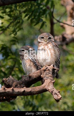 Owlet tacheté (Athene brama), paire d'adultes, assis sur une branche, Rajasthan, Inde Banque D'Images