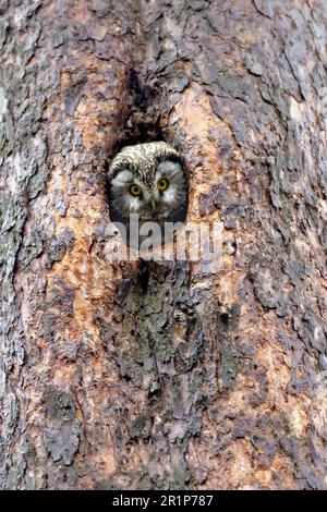 Chevêche de Tengmalm adulte, vue sur le néthole dans le pin, centre de la Suède, juin, chouettes, animaux, Oiseaux, hiboux, hibou de Tengmalm, adulte, regarder dehors Banque D'Images