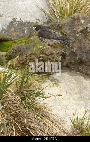 Faucon pèlerin de Cassin (Falco peregrinus cassini) adulte, sur la falaise, Nouvelle-île, îles Falkland Banque D'Images