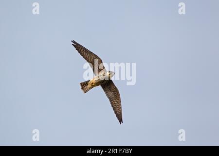 Eurasie hobby (Falco subbuteo) juvénile, en course, Minsmere RSPB Reserve, Suffolk, Angleterre, Royaume-Uni Banque D'Images