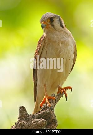 American Common Kestrel (Falco sparverius), femelle adulte, perchée sur un crochet, Hope Gardens, Jamaïque Banque D'Images