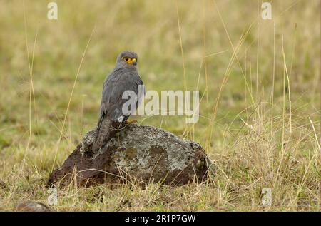 Le kestrel gris (Falco ardosiaceus), les Falcons gris, le faucon, les oiseaux de proie, les animaux, Oiseaux, Kestrel gris adulte, perchés sur le rocher, Masai Mara, Kenya Banque D'Images