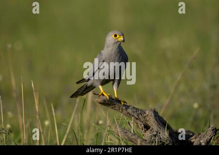 Le kestrel gris (Falco ardosiaceus), les Falcons gris, le faucon, les oiseaux de proie, les animaux, Oiseaux, Kestrel gris adulte perchée sur une souche, Masaii Mara, Kenya Banque D'Images