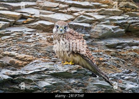 Kestrel commun (Falco tinnunculus) femelle adulte, perchée sur la falaise, Cornouailles, Angleterre, Royaume-Uni Banque D'Images