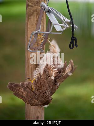 Kestrel commun (Falco tinnunculus) mort, pris dans un piège illégal sur un poteau en bois, Angleterre, Royaume-Uni Banque D'Images
