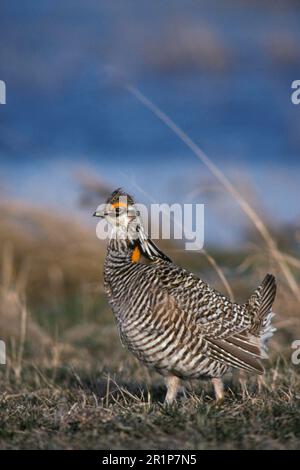 Poulet des prairies (Tympanuchus cupido), poulets des prairies, oiseaux de poulet, tétras, animaux, Oiseaux, Prairie Chicken Homme marchant sur la brouette FL009880 Banque D'Images