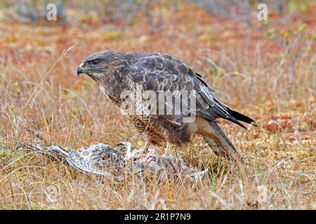 Buzzard commun (Buteo buteo) adulte, se nourrissant du faisan commun (Phasianus colchicus) Kill, Cairngorms N. P. Highlands, Écosse, Royaume-Uni Banque D'Images