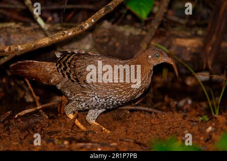 Ceylon Junglewhid (Gallus lafayetii) adulte femelle, rayant dans la terre pour la nourriture, Forêt de Sinharaja N. P. Sri Lanka Banque D'Images