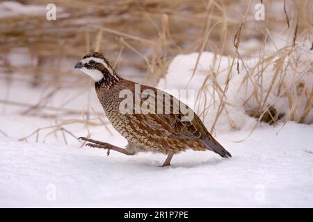 Bobwhite du Nord (Colinus virginianus) adulte mâle, marchant dans la neige (U.) S. A. Banque D'Images