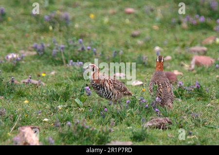 Partridge tibétain (Perdix hodgsoniae) paire adulte, debout dans un pré, près de Yushu, province de Qinghai, plateau tibétain, Chine Banque D'Images