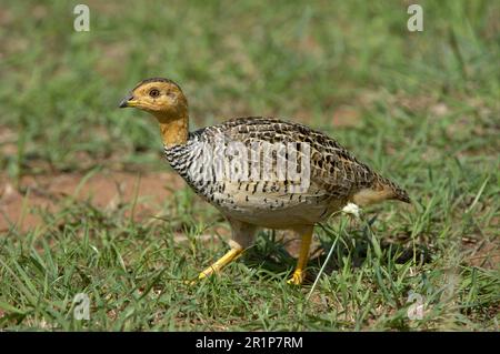 Coqui coqui francolin (Francolinus coqui) adulte mâle, Masaii Mara. Kenya Banque D'Images