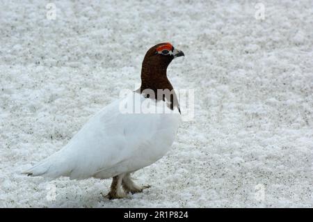 Lagunes de saule (Lagopus lagopus), lagopède, lagopède, poulet, tétras, Animaux, oiseaux, tétras de saule adulte mâle, plumage printanier, debout Banque D'Images