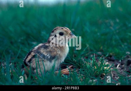 Chasse au faisan, faisans (Phasianus colchicus), faisan, oiseaux de poulet, animaux, Oiseaux, poussin à col annulaire (S) Banque D'Images