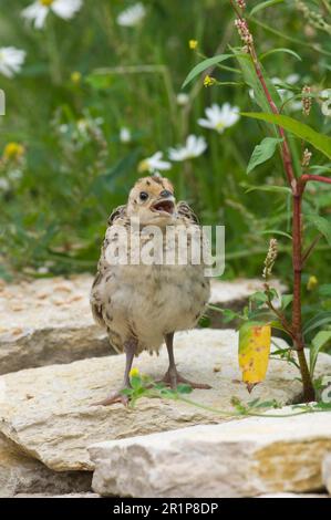 Faisan commun (Phasianus colchicus) jeune, à bec ouvert, debout sur des pierres, Sussex, Angleterre, été Banque D'Images