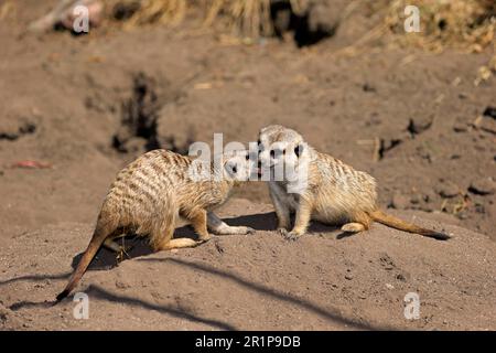 Suricate (Suricata suricata), comportement social de couple, Little Karoo, Cap occidental, Afrique du Sud, Afrique Banque D'Images