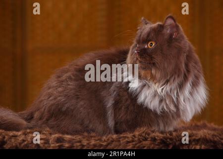 Chat à poils longs britannique, homme, chocolat Banque D'Images