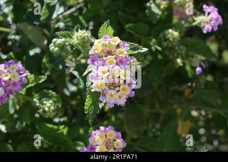 Solanum crispum glasnevin, pomme de terre chilienne Banque D'Images