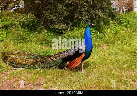 De beaux paons mâles de couleur vive avec des plumes marchent dans le parc avec de longues queues. Il se tient sur une route de terre et il fluidit sa queue avant de s'ouvrir. Banque D'Images