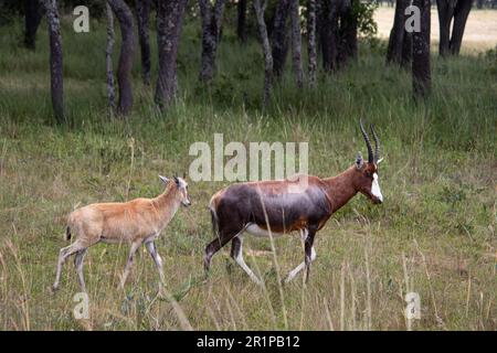 Le blesbok ou le blesbuck (Damaliscus pygargus phillipsi) est une sous-espèce de l'antilope bontebok endémique des comtés d'Afrique australe, le Zimbabwe Banque D'Images