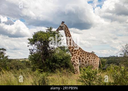 Lonely Giraffe debout dans des buissons de savane, son habitat naturel, dans le parc national d'Imire Rhino & Wildlife Conservancy, au Zimbabwe Banque D'Images