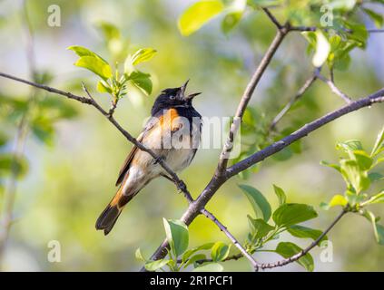 American Redstart perchée sur le chant de branche au printemps à Ottawa, Canada Banque D'Images