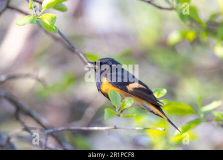 American Redstart perchée sur le chant de branche au printemps à Ottawa, Canada Banque D'Images