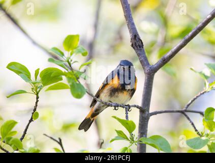 American Redstart perchée sur le chant de branche au printemps à Ottawa, Canada Banque D'Images