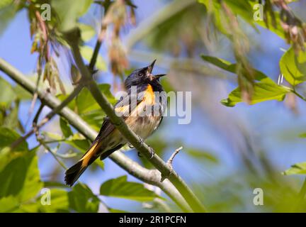 American Redstart perchée sur le chant de branche au printemps à Ottawa, Canada Banque D'Images